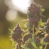 CBG Hemp Flower