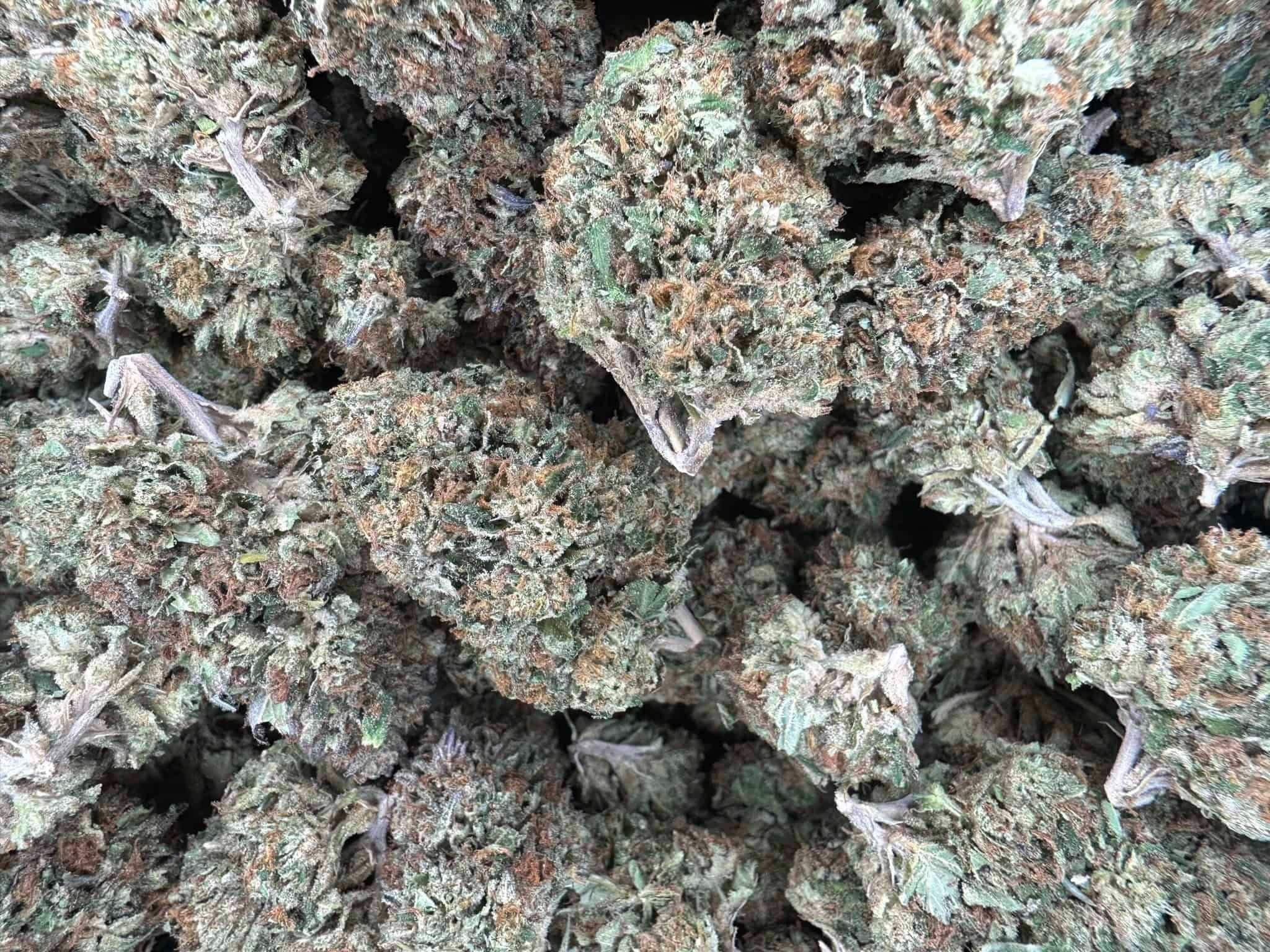 Gelato 45 THCA Flower - Image 3