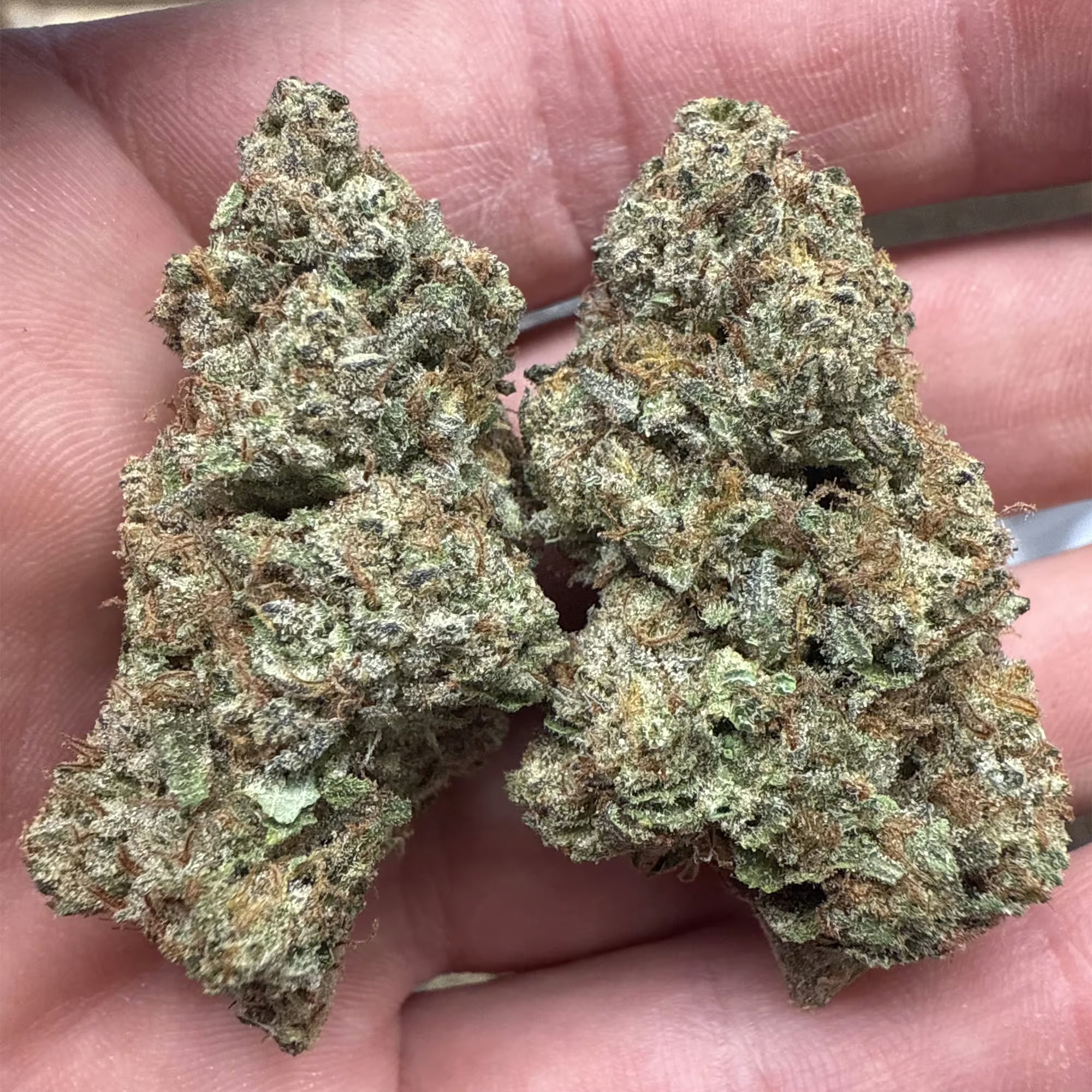Gelato Punch THCA Flower - Image 3