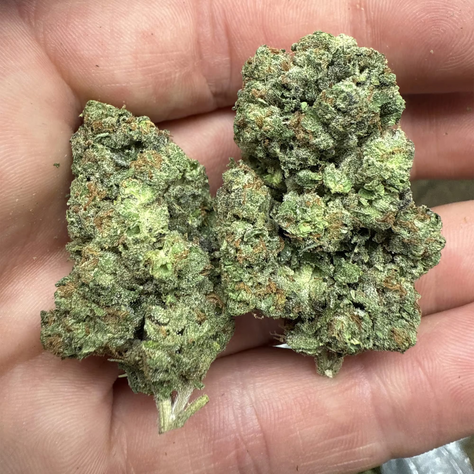 Gorilla Glue 4 THCA Flower - Image 3