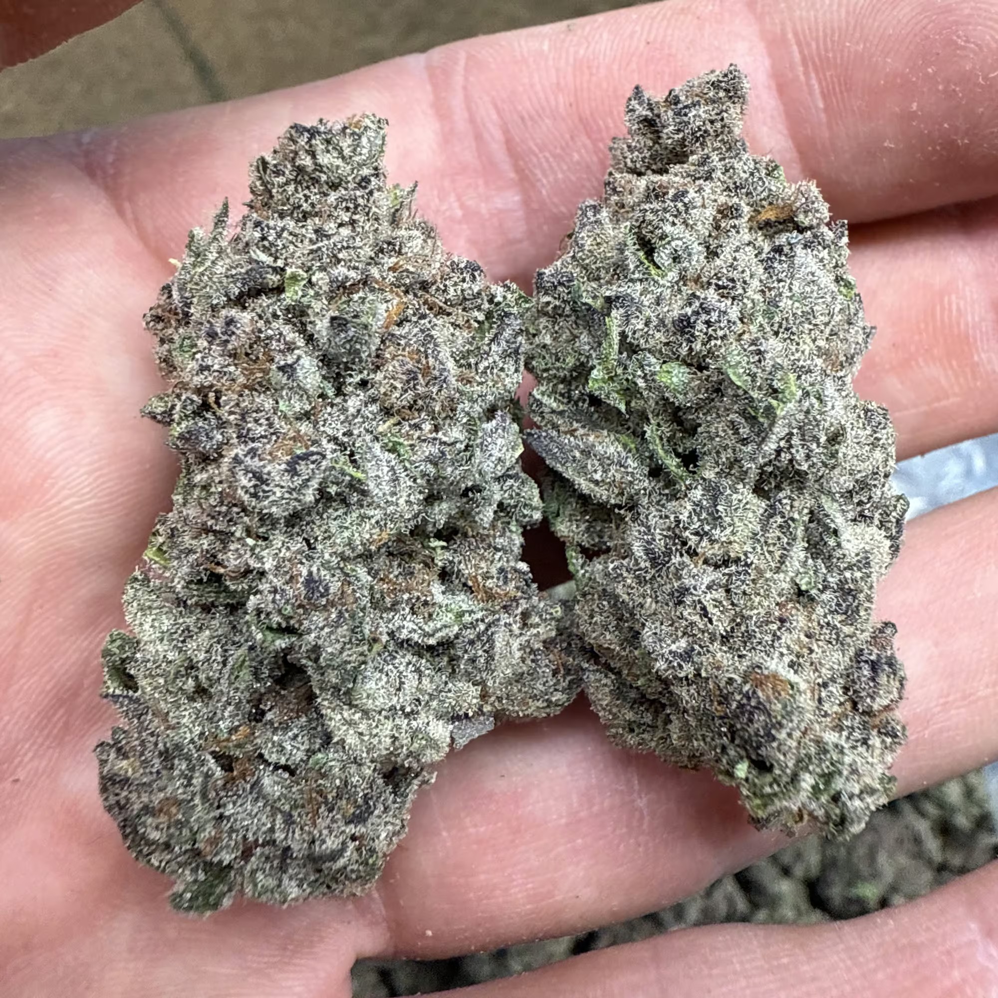 Gorilla Skunk THCA Flower - Image 3