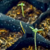 Growing Clones – Which Clones Grow Best in My Area?