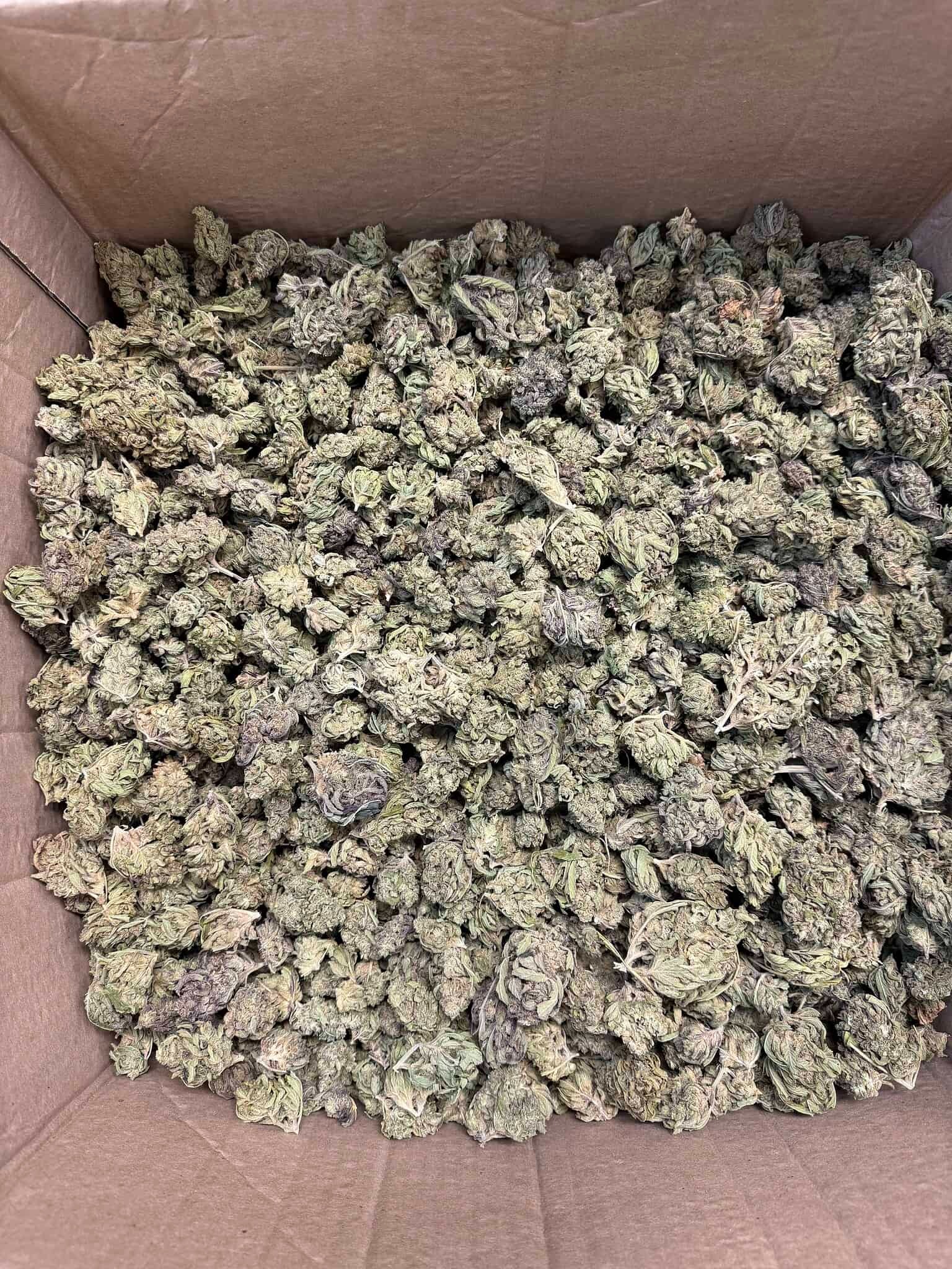 Guava Tartz THCA Flower - Image 3