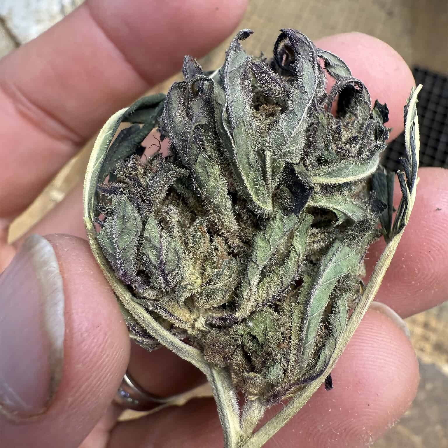 Guava Tartz THCA Flower - Image 4