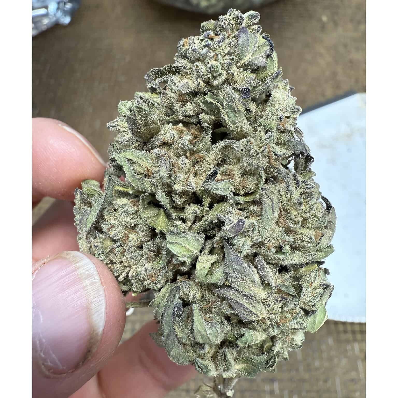 Guava Tartz THCA Flower - Image 5