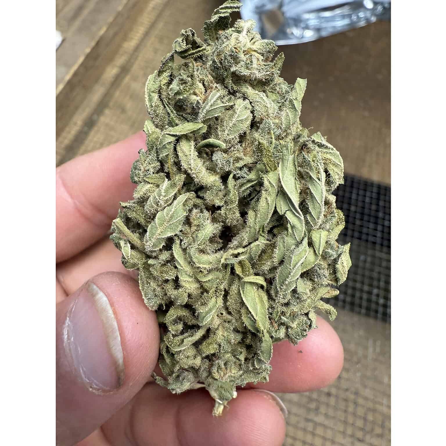 Guava Tartz THCA Flower - Image 6