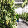 Hemp Drying Services and Equipment