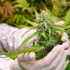 My Hemp is Ready to Harvest – What Next?