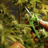 Hemp Trimming Equipment & Services
