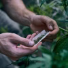 How are Delta 8 Pre Rolls Made – A Complete Guide