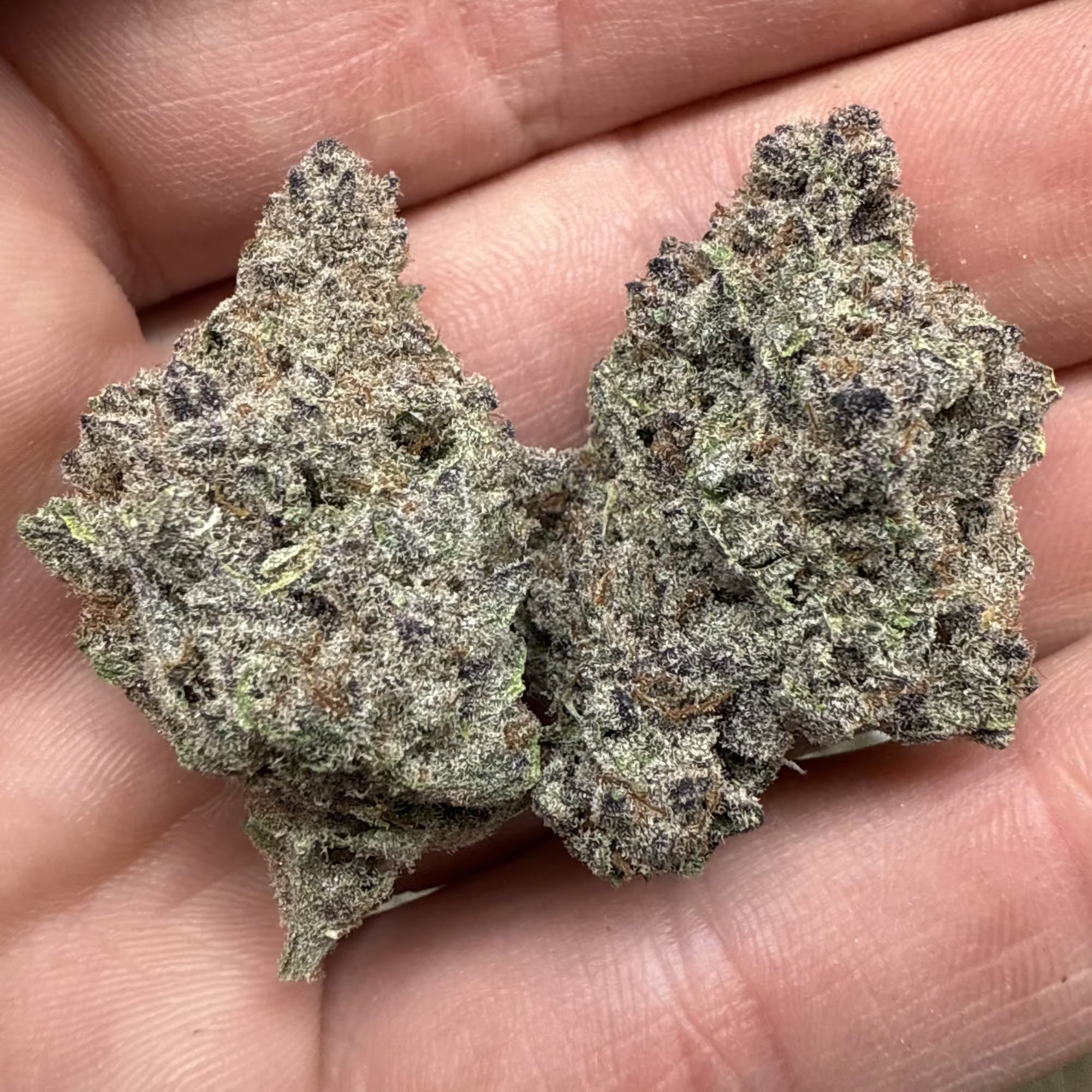 No Drama Llama Strain THCA Flower - Image 3