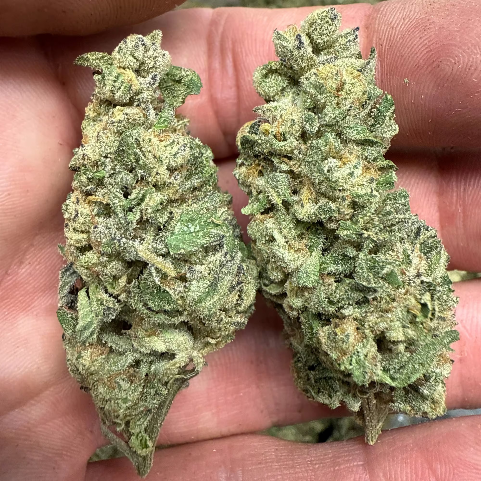 Papaya Punch THCA Flower - Image 4