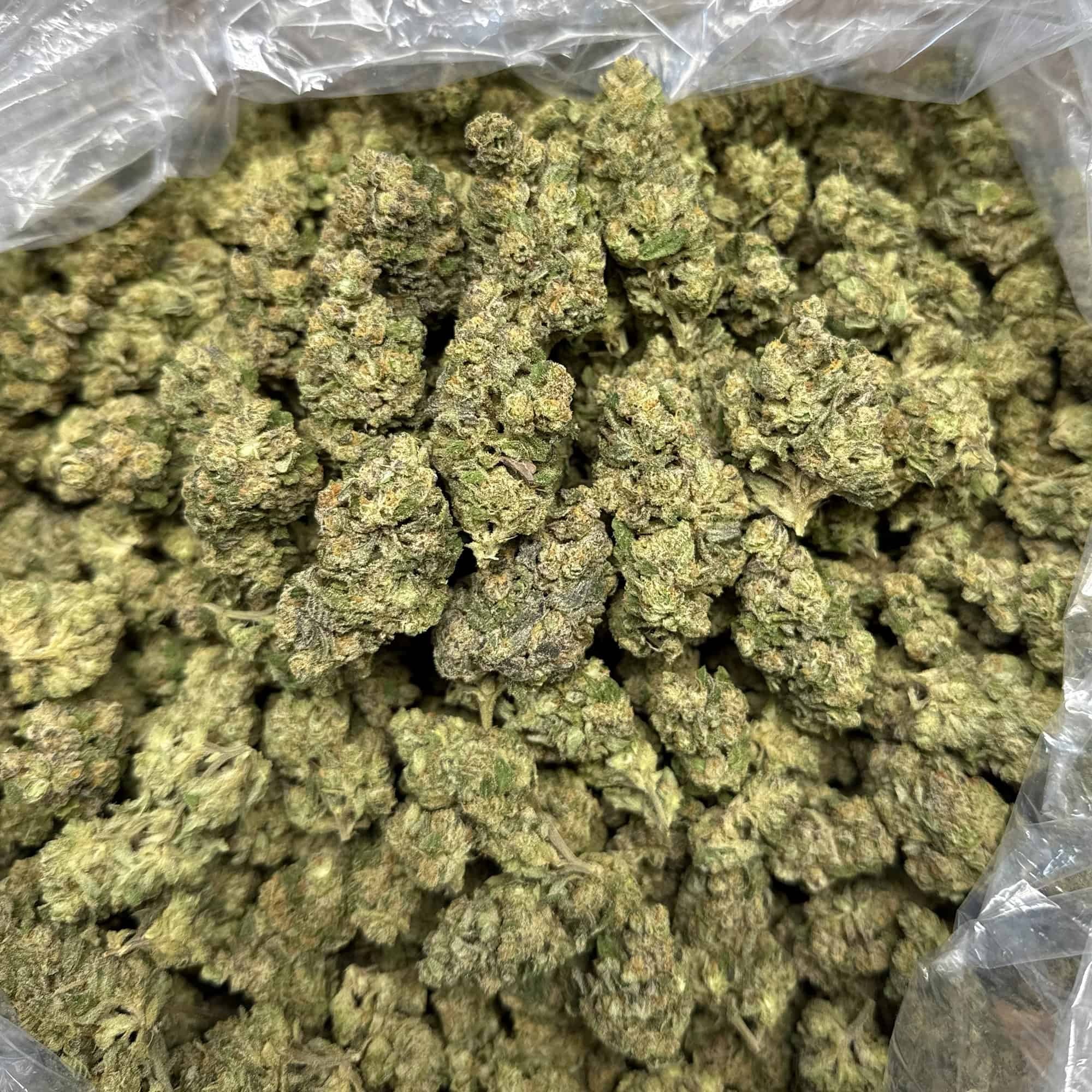 Papaya Punch THCA Flower - Image 3