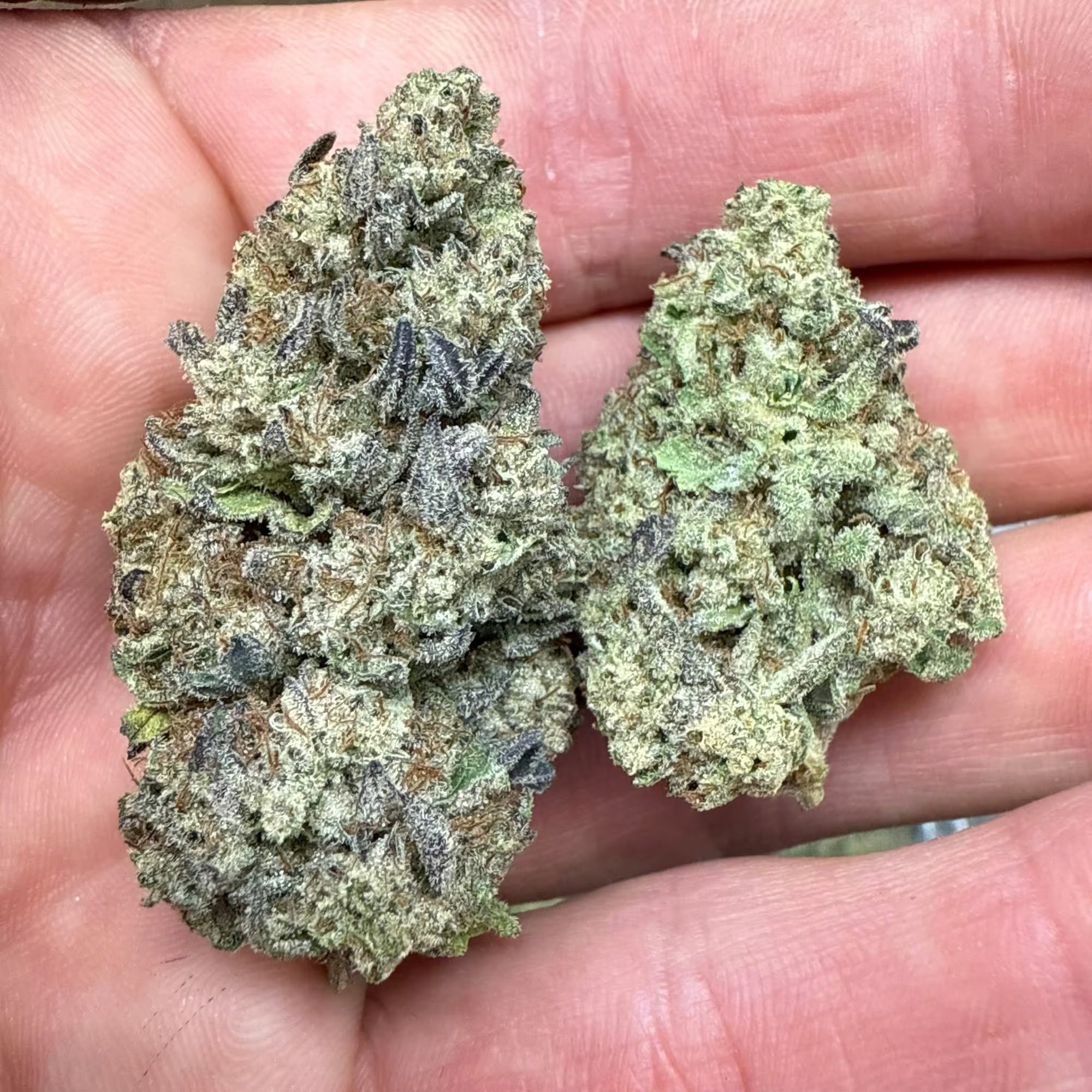 Rudeboi OG THCA Flower