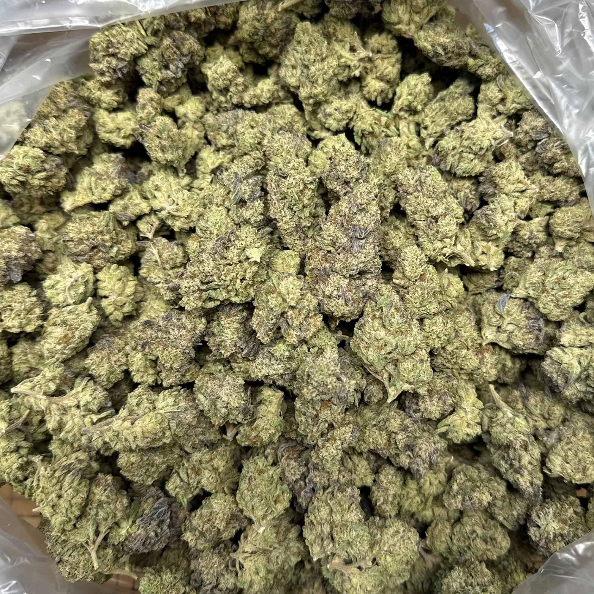 Rudeboi OG THCA Flower - Image 3