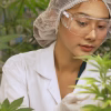 Hemp Processing Equipment